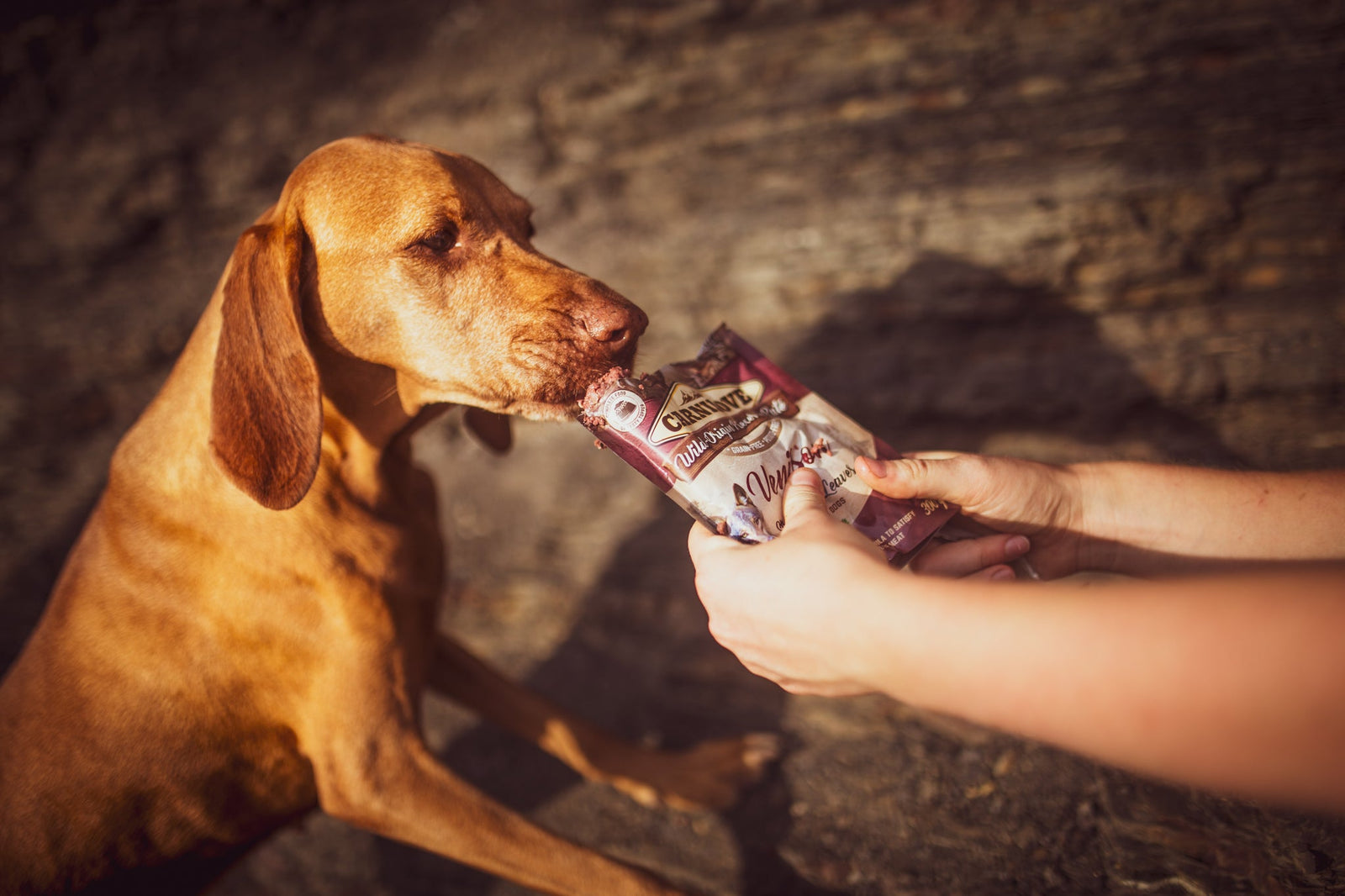 Seniorikoiran ruokinta – tue ikääntyvän lemmikin hyvinvointia ravinnon avulla