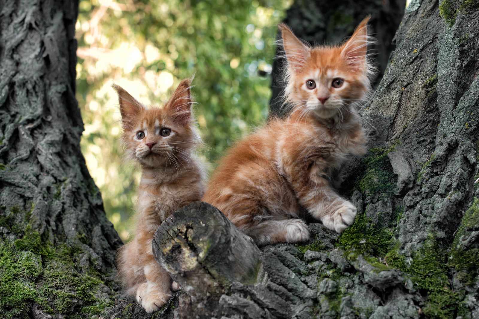 Kissanpennun ruokinta – laadukas ruoka kasvun rakennuspalikkana