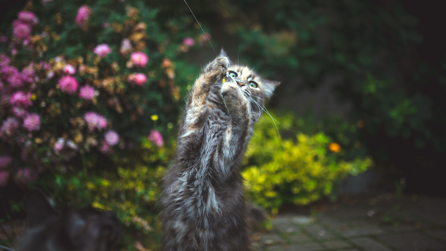 Carnilove kissan aktivointi