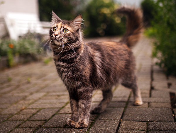 Carnilove vanhan kissan ruokinta