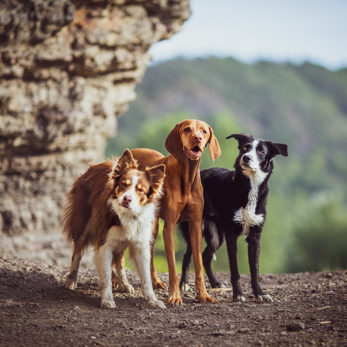 Carnilove 3 koiraa ja retkeily koiran kanssa