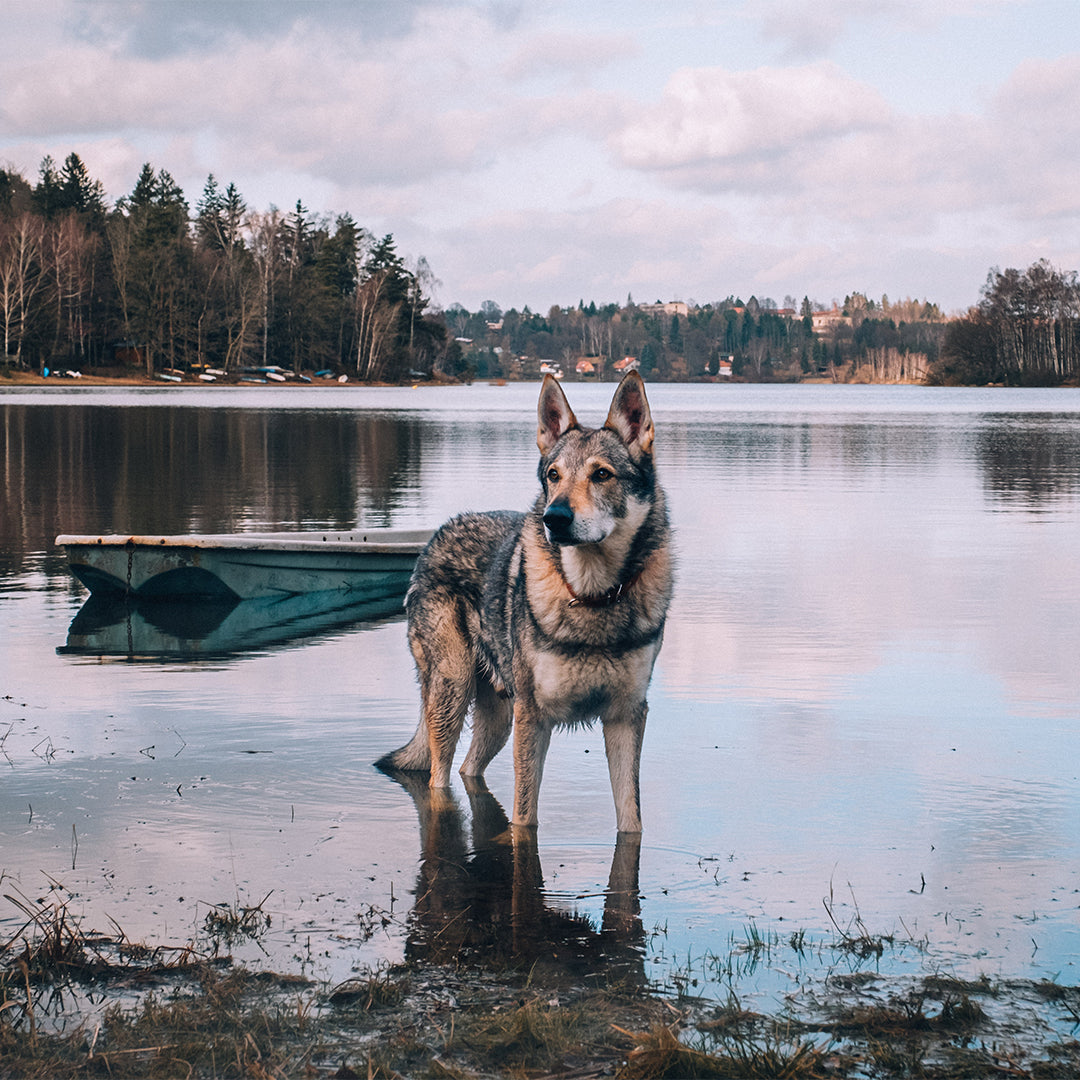 carnilove-koiranruoan-verkkokauppa-etusivu