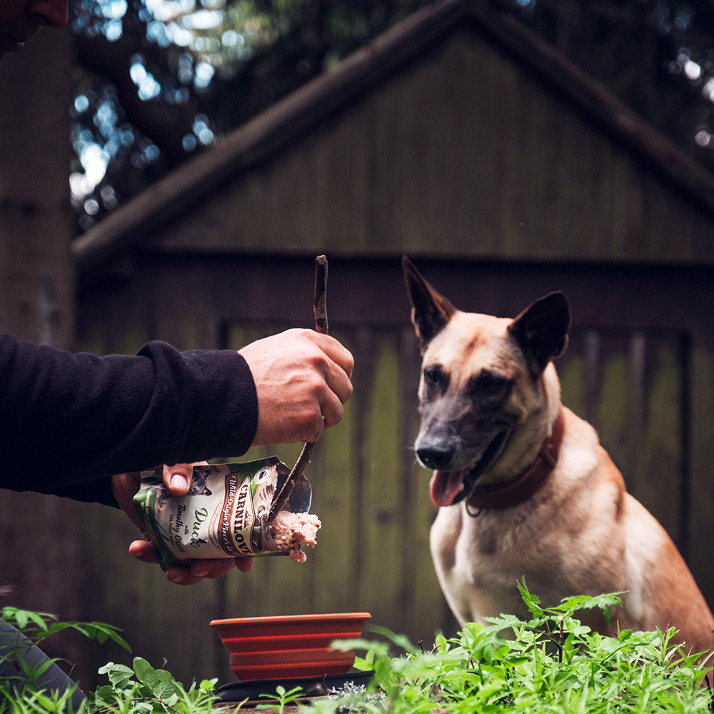 koiran-markaruoka-carnilove-ankka