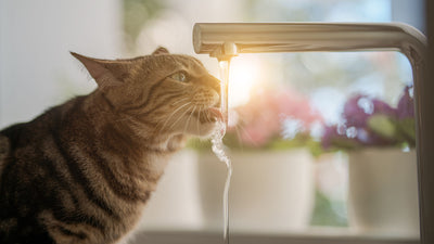 Juoko kissa riittävästi vettä?