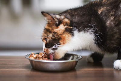 Mistä tasapainoinen kissan ruokavalio muodostuu?