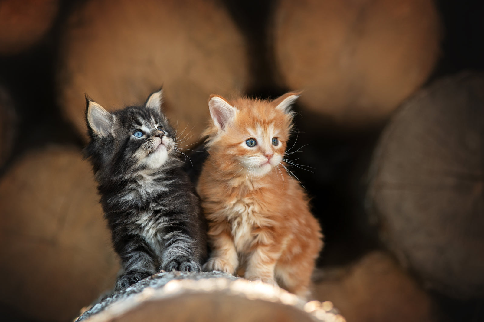 Carnilove kissanpennun ruokinta