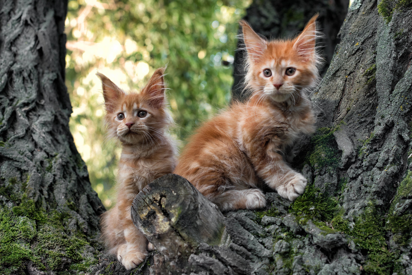 Kaksi Maine Coon kissanpentua