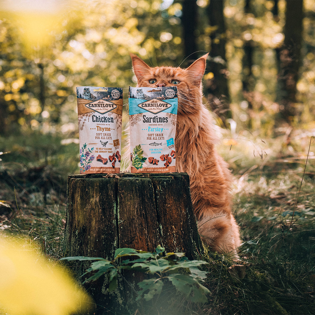 Carnilove kissan herkut