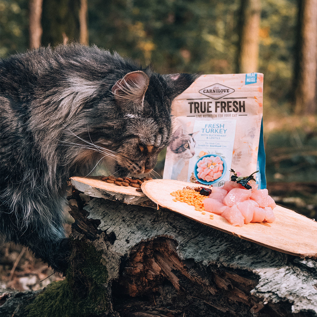 Carnilove kissan True Frsh kuivaruoat