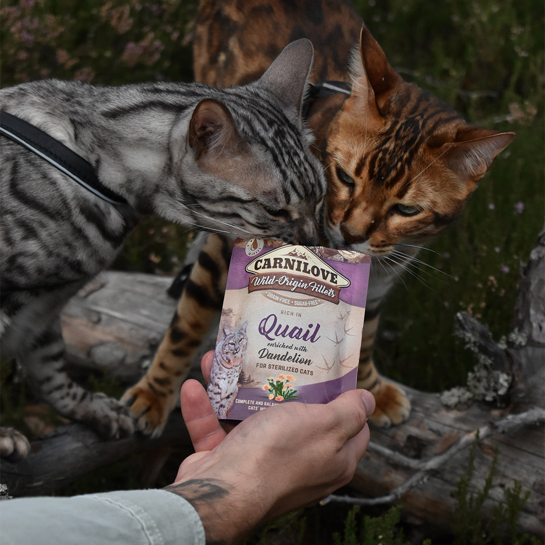 Carnilove kissan markaruoat