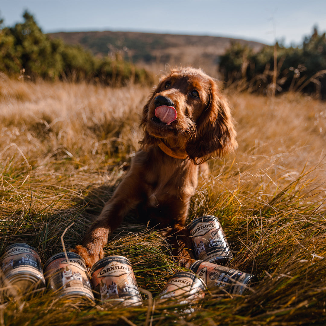 Carnilove koiranpennun markaruoat